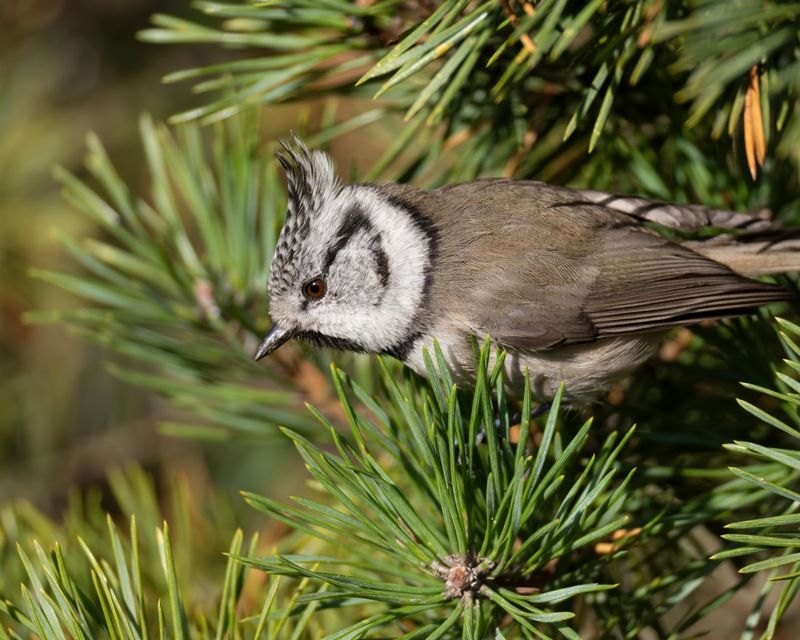 гренадерка, хохлатая синица, синица, птицы Хохлатая синица фото превью