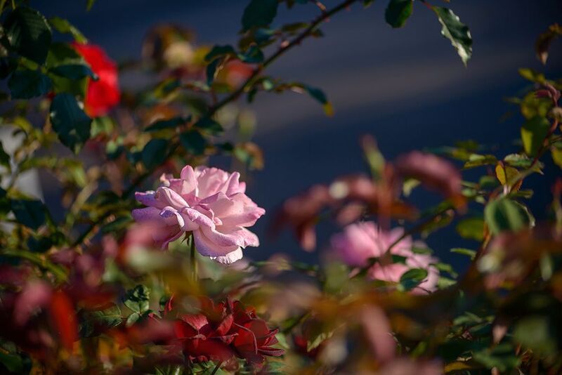 Сентябрь. В парке ✿⊱╮ фото превью