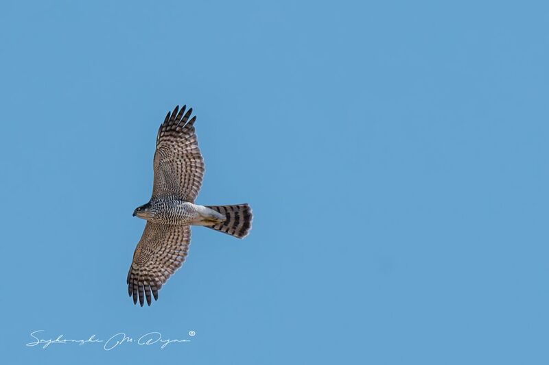 Nature | Wildlife Photography | Adventure фото превью