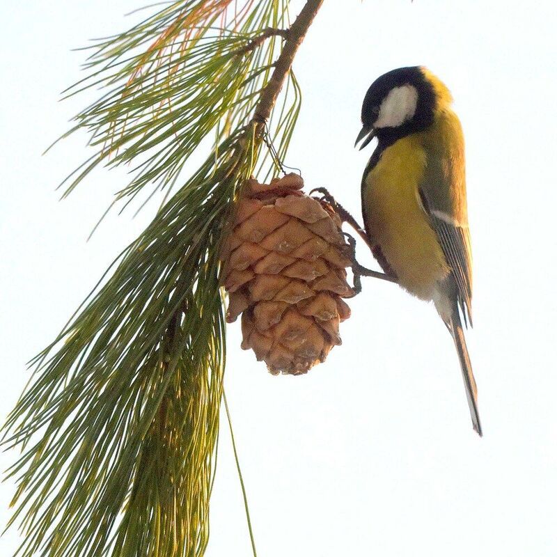 Без труда орешку не достать... фото превью