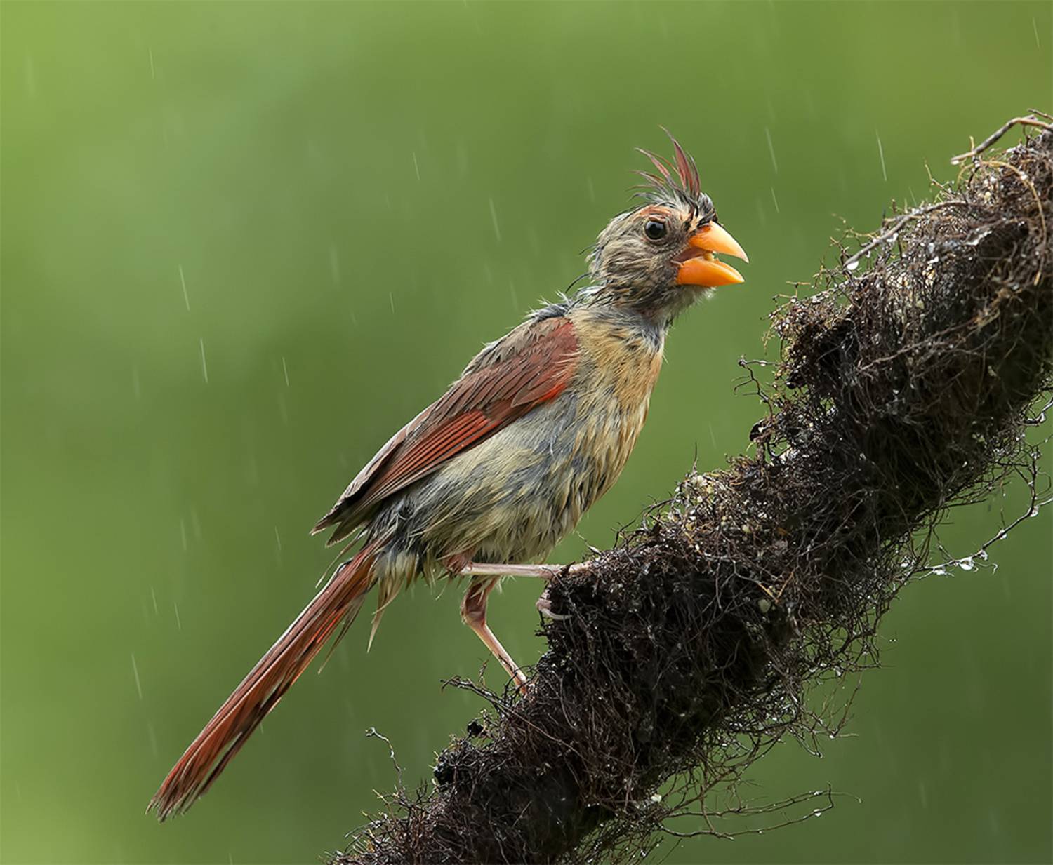 красный кардинал, northern cardinal, cardinal,кардинал, rain,дождь, Etkind Elizabeth