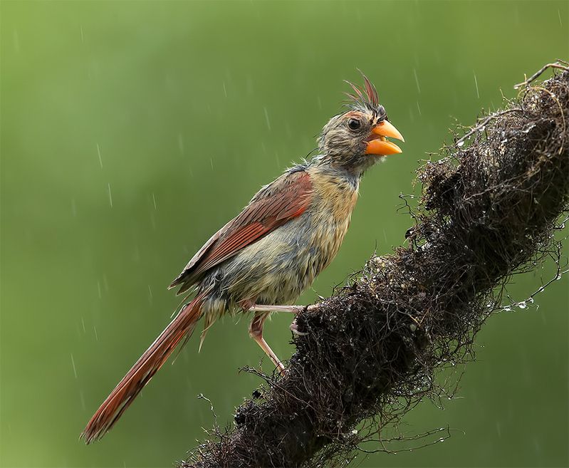 красный кардинал, northern cardinal, cardinal,кардинал, rain,дождь Juvenile Northern Cardinal - Молодой Красный кардинал фото превью