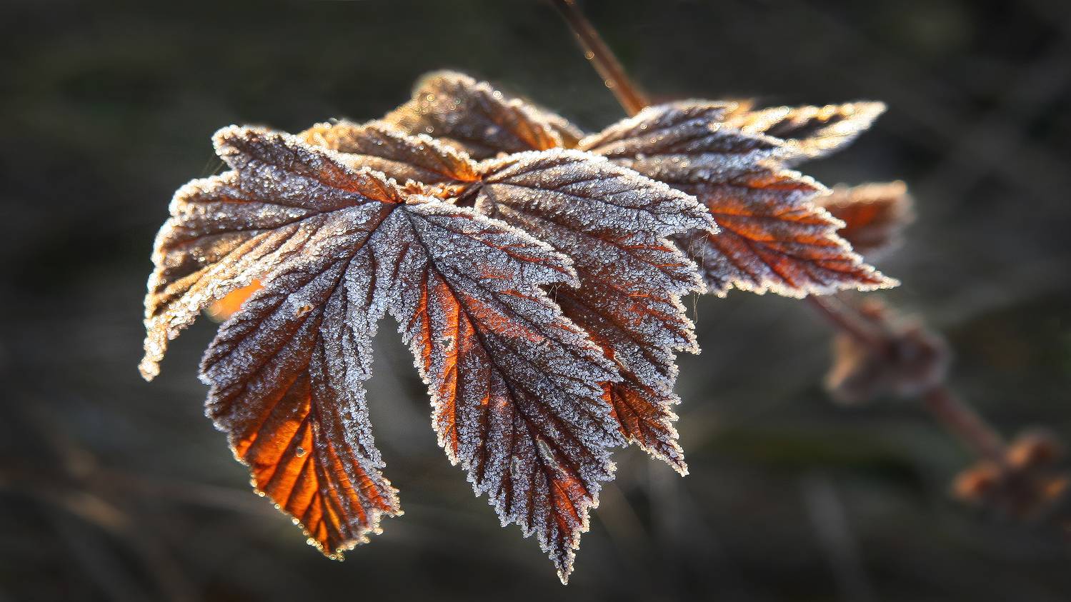 , Ушаков Валерий