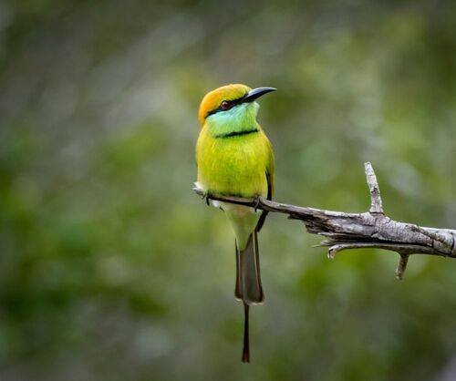 Птичка-невеличка