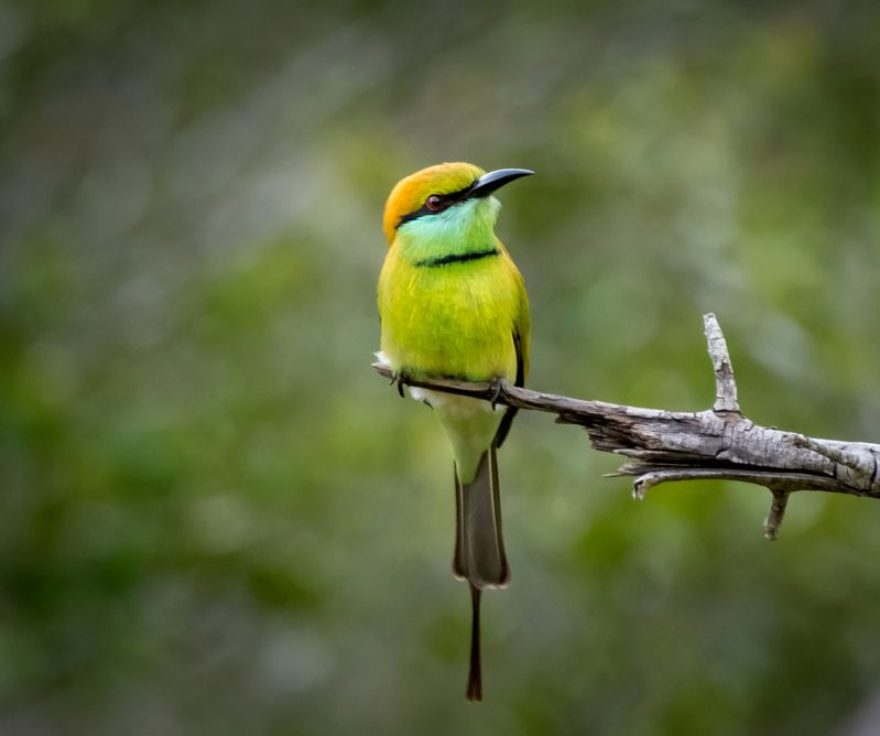 зеленая щурка, щурка, пчелоед, яла, нд, фотоохота, шри ланка, photo hunting, sri lanka, yala, шри-ланка, шри ланка нд Птичка-невеличка фото превью