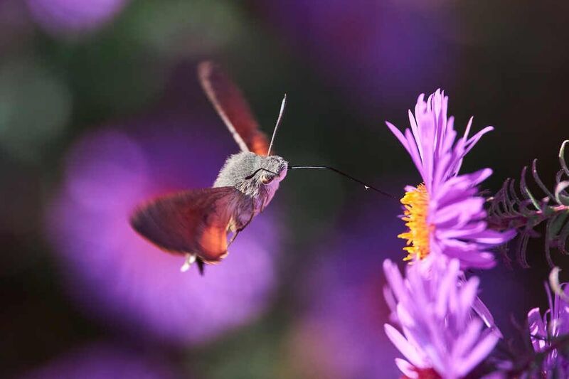 Macroglossum stellatarum, wildlife,russia, macro,  Macroglossum stellatarum фото превью