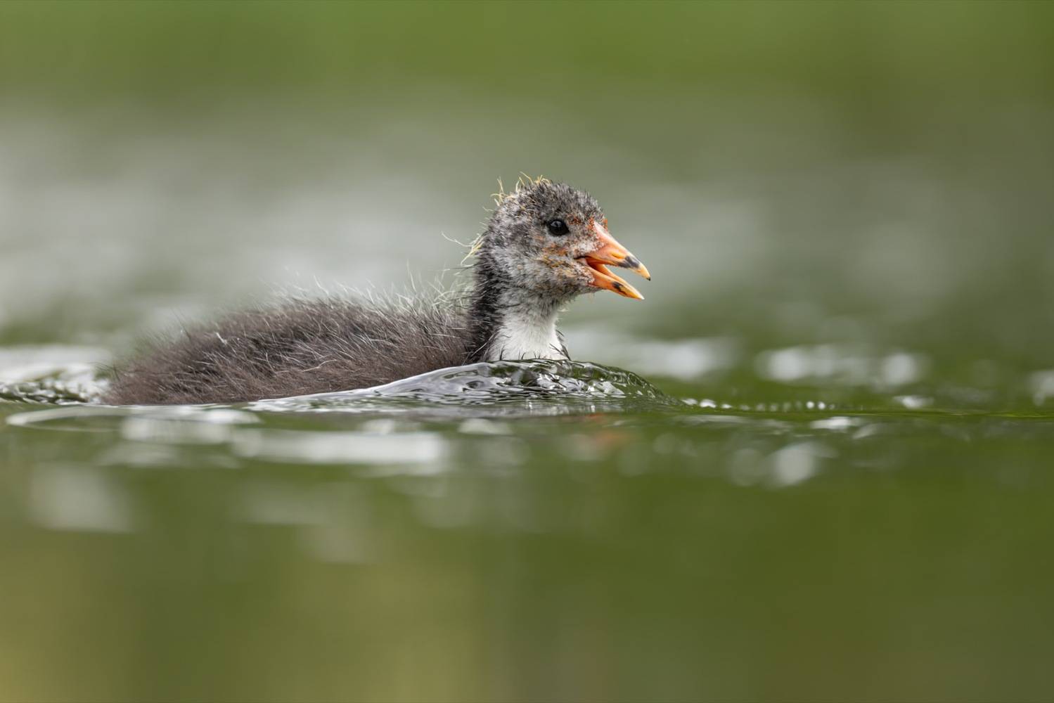 лысенок, лысуха, птенец, птицы, Ruslan Pl