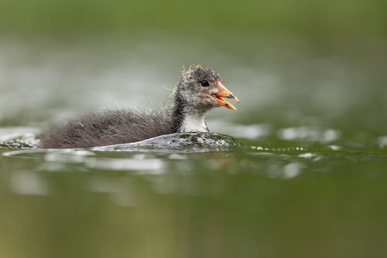 лысенок, лысуха, птенец, птицы Потерялся фото превью