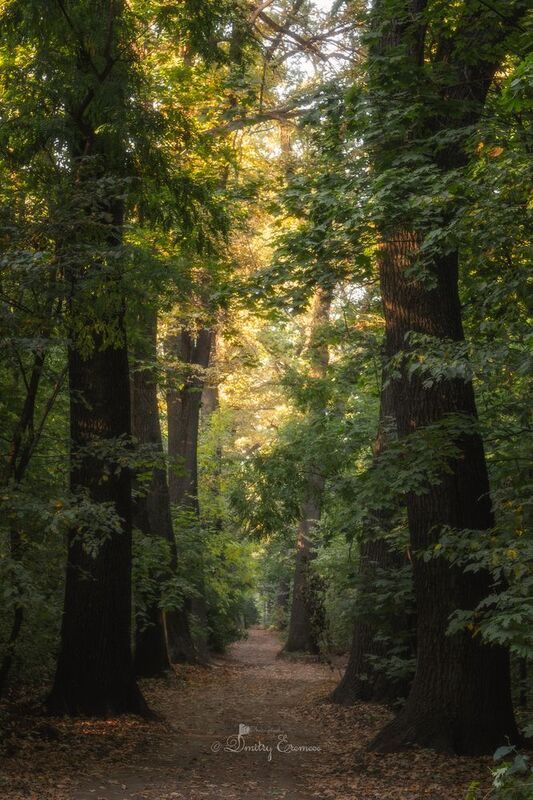 аллея деревья пейзаж осень роща Октябрьские зарисовки... фото превью