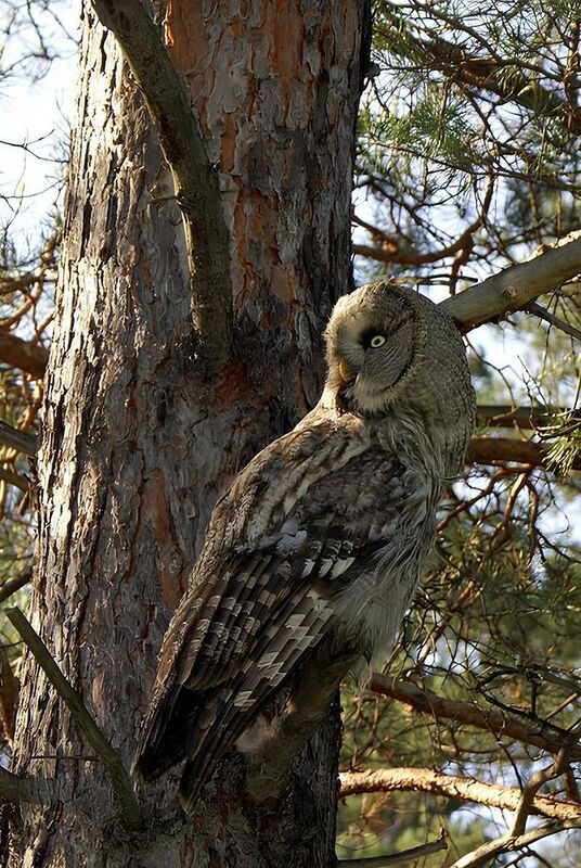 неясыть, сова Бородатая неясыть фото превью