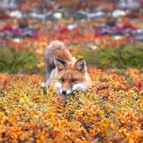 Лиса в Осеннем антураже!