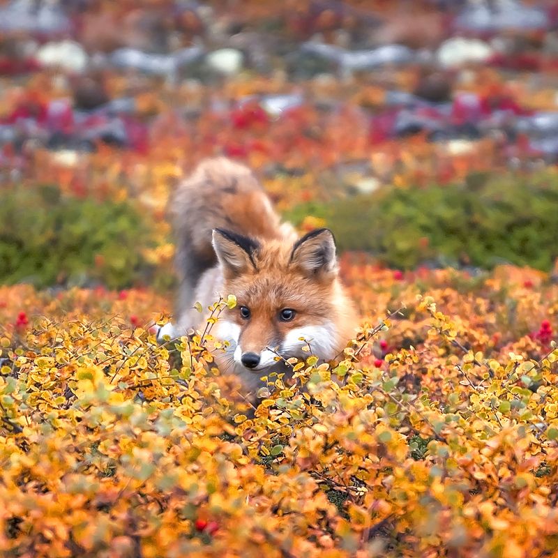Лиса Осень Кольский Лиса в Осеннем антураже! фото превью
