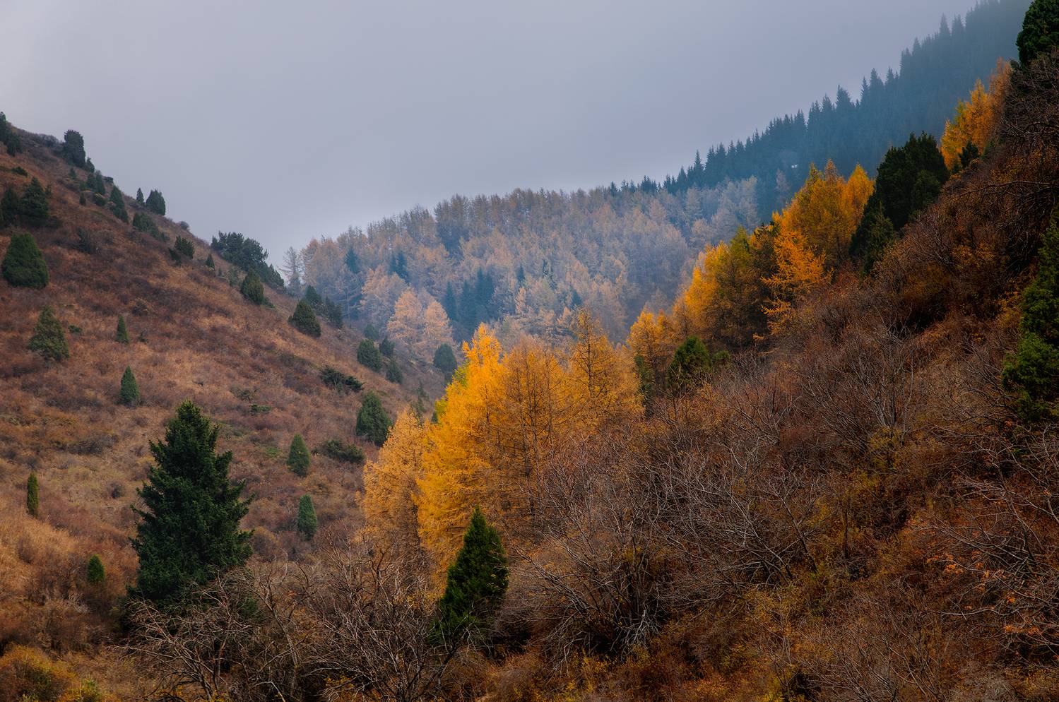 кыргызстан, шамшы, Элина Магалимова