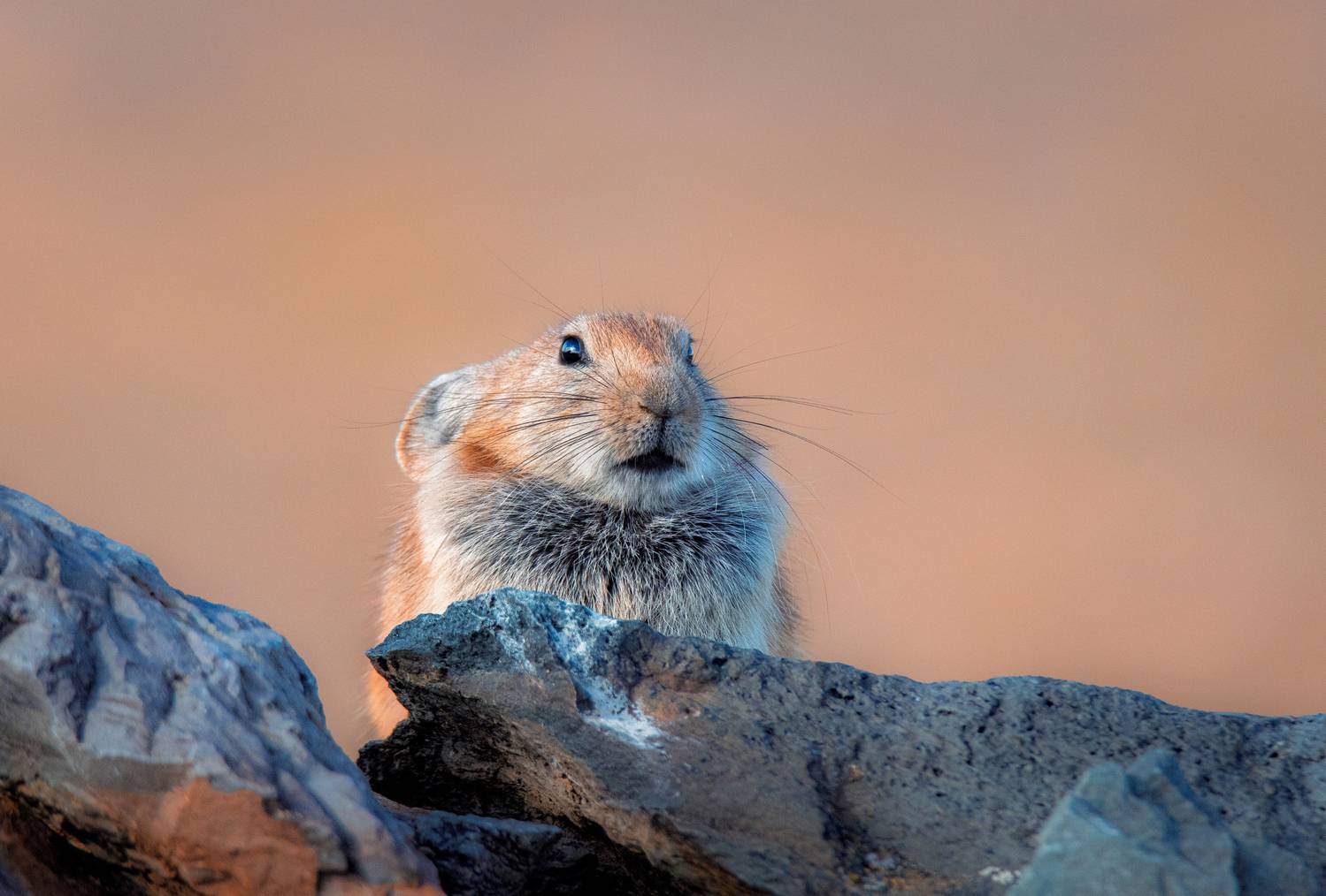 алтай, горы, природа, nikon, россия, закат, Andrey