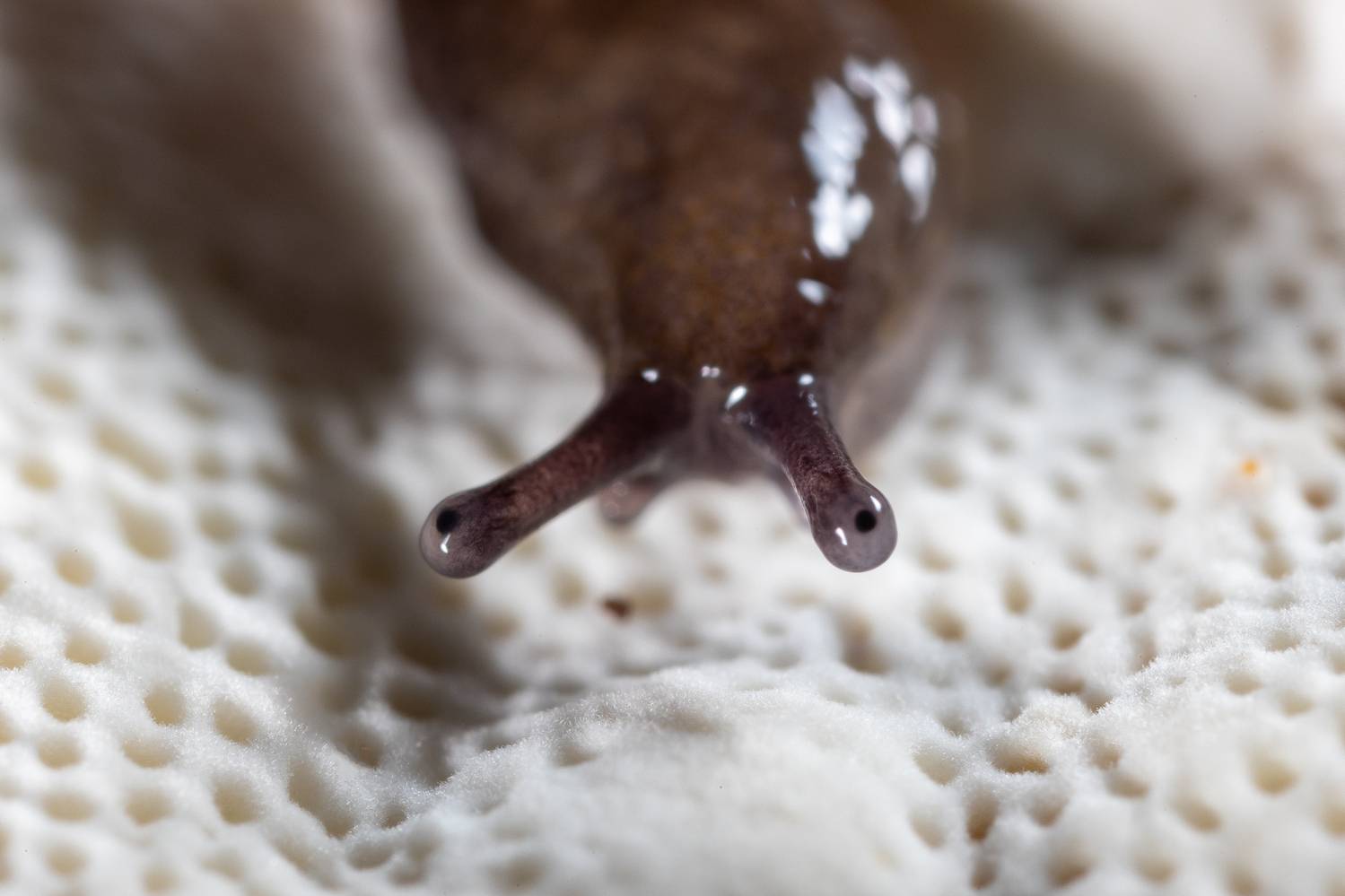 , Кузнецов Дмитрий