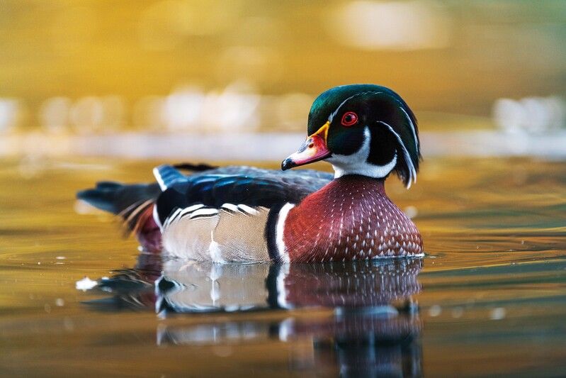 Каролинка фото превью