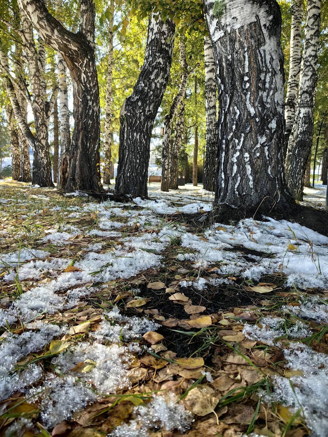 природа,берёзы,снег,листья, Козлова Галина
