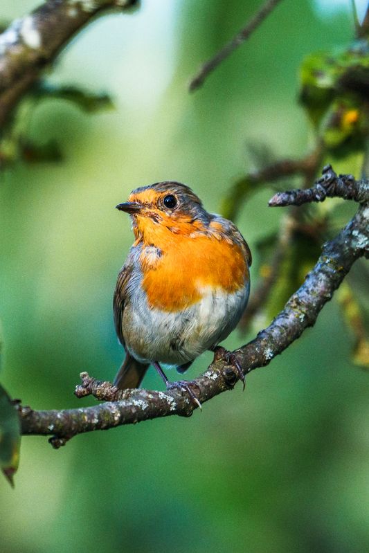 зарянка малиновка (зарянка) фото превью