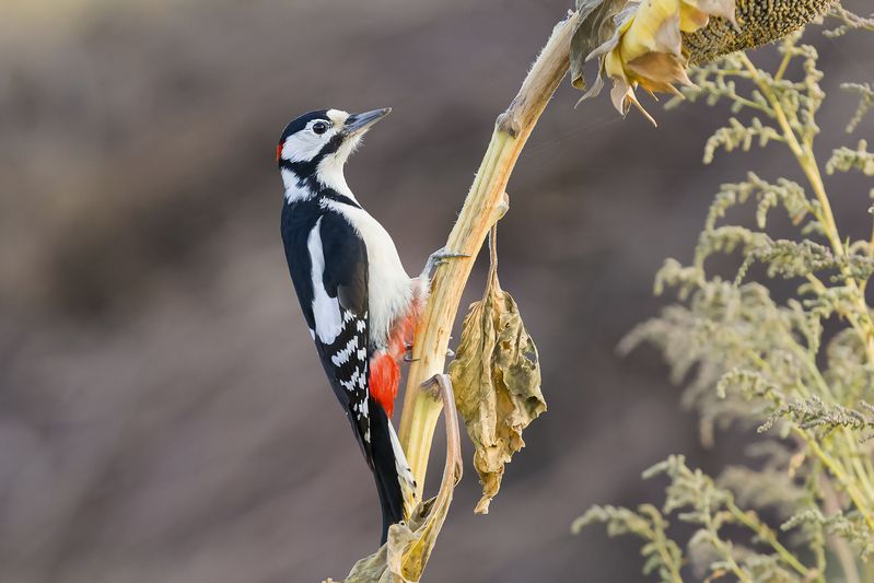 природа Дятел фото превью