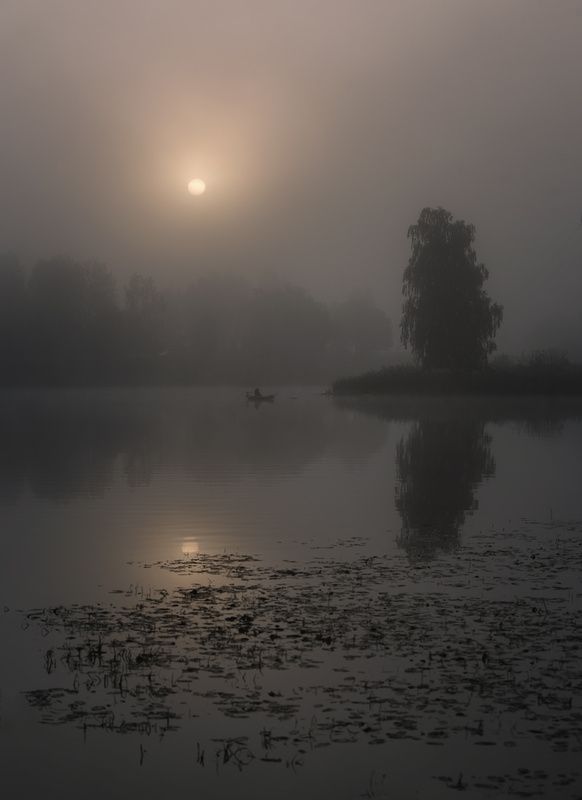 лес, свет, утро, природа *** фото превью