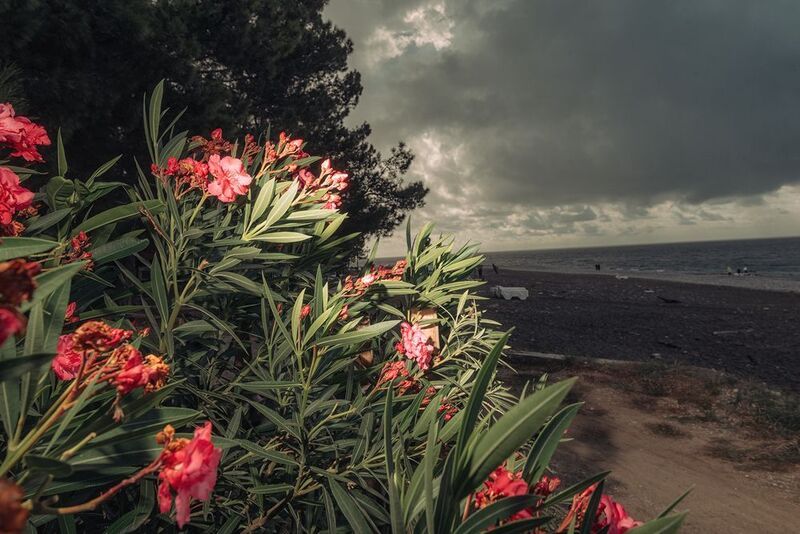 Цветок и тьма фото превью