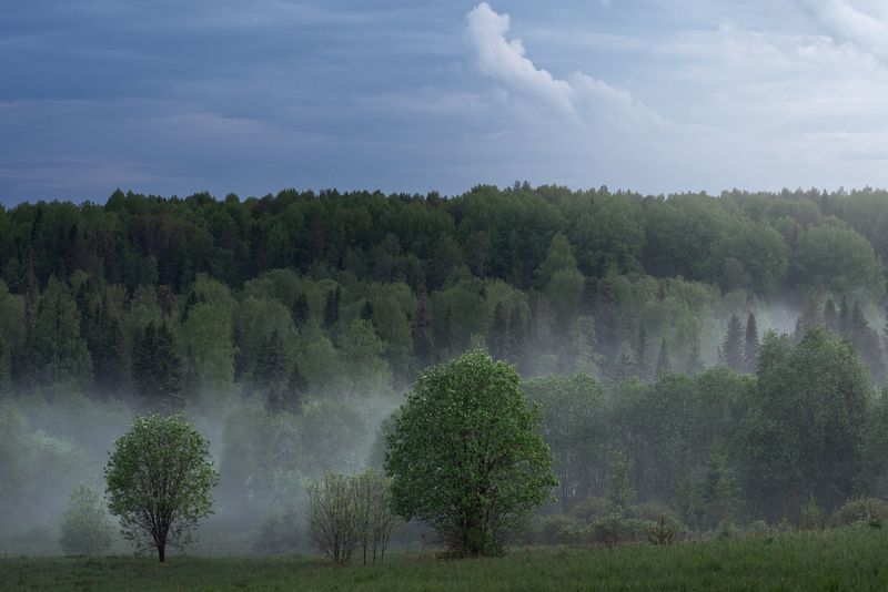 Туманная роща фото превью