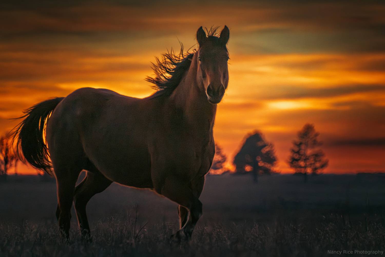 texas, texas panhandle, horse, outdoors, nature, usa, plains, sunset, clouds, Nancy Rice