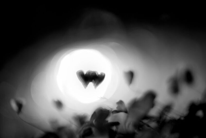 Кислица, чб, сердца Сердца фото превью