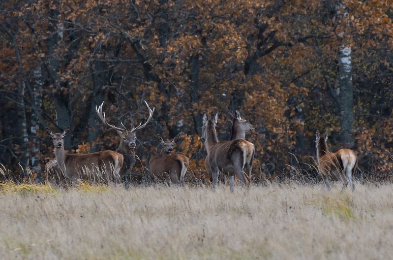 ... фото превью