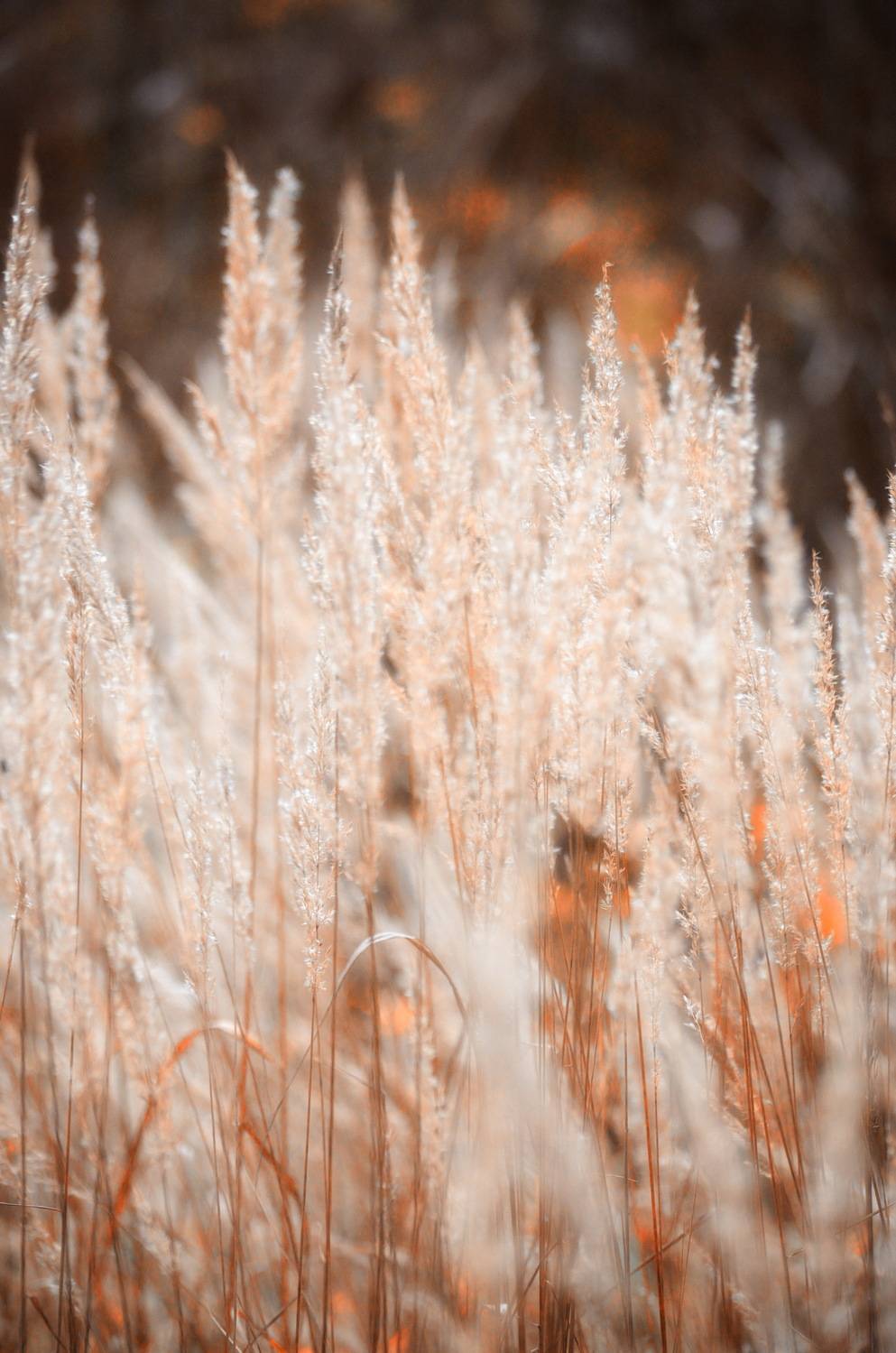 , Сергей Клапишевский