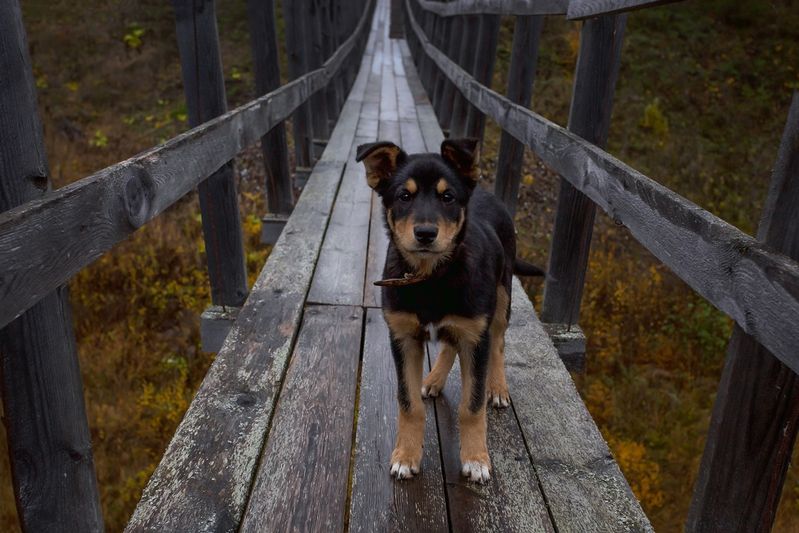 пёс, собака, мост Пёсик фото превью