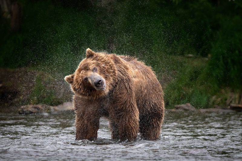 Камчатка, медведь, брызги, хищник, зверь, река Водяной вихрь фото превью