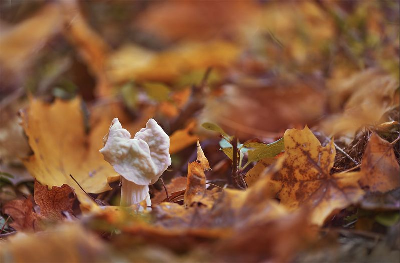 Helvella crispa фото превью