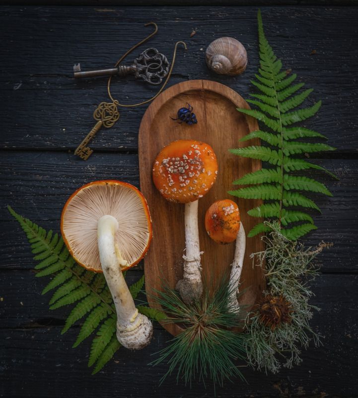 Про мухоморчики фото превью