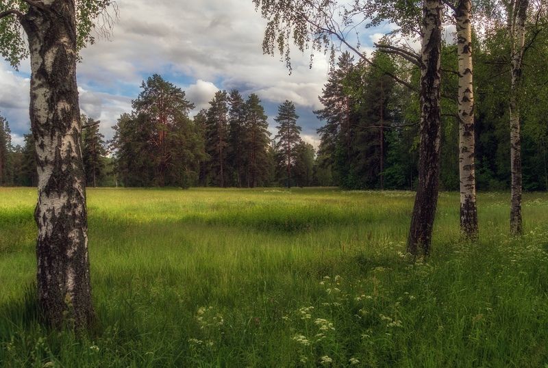 павловский, парк В обрамлении берёз фото превью