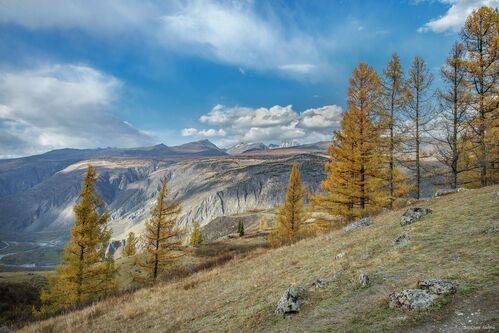 Лиственницы