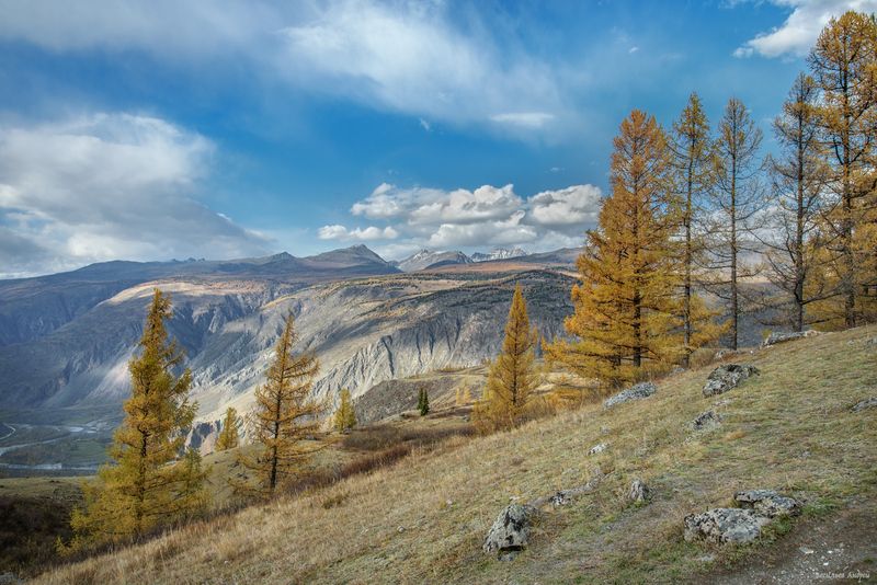 алтай, горный алтай, кату-ярык, природа, осень, золотая осень, горы Лиственницы фото превью