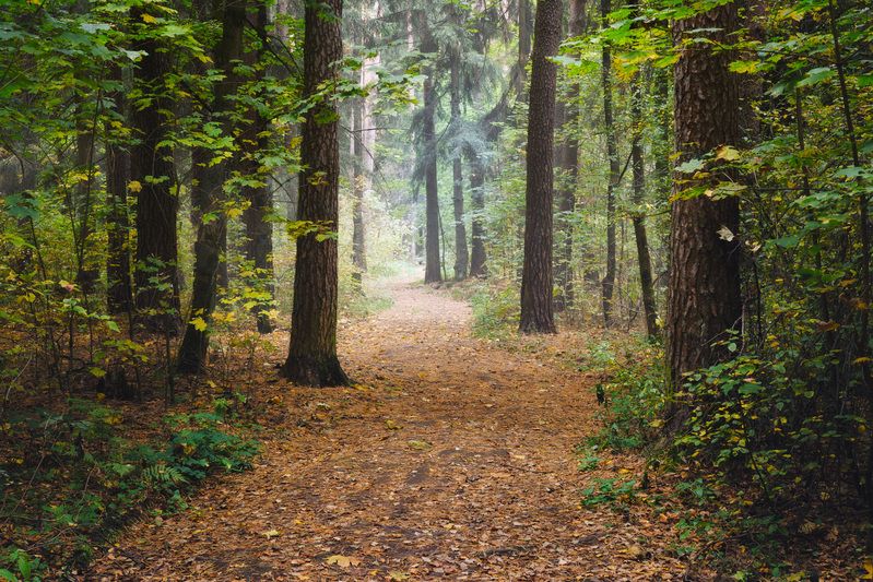 В осеннем лесу фото превью