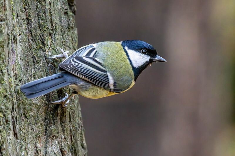Большая синица фото превью