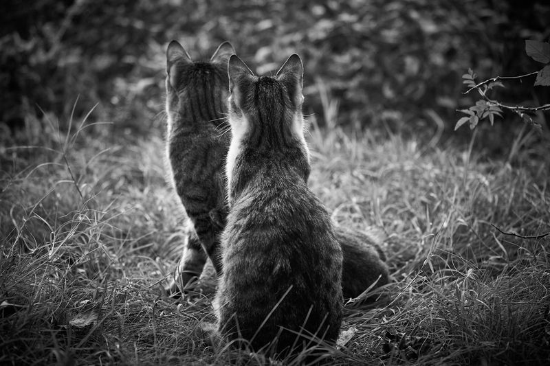 Mr & Mrs Smith фото превью