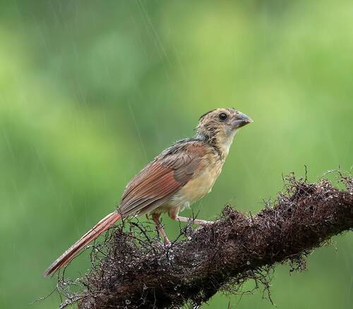 Juvenile female  Northern Cardinal - Молодая самка Красный кардинал