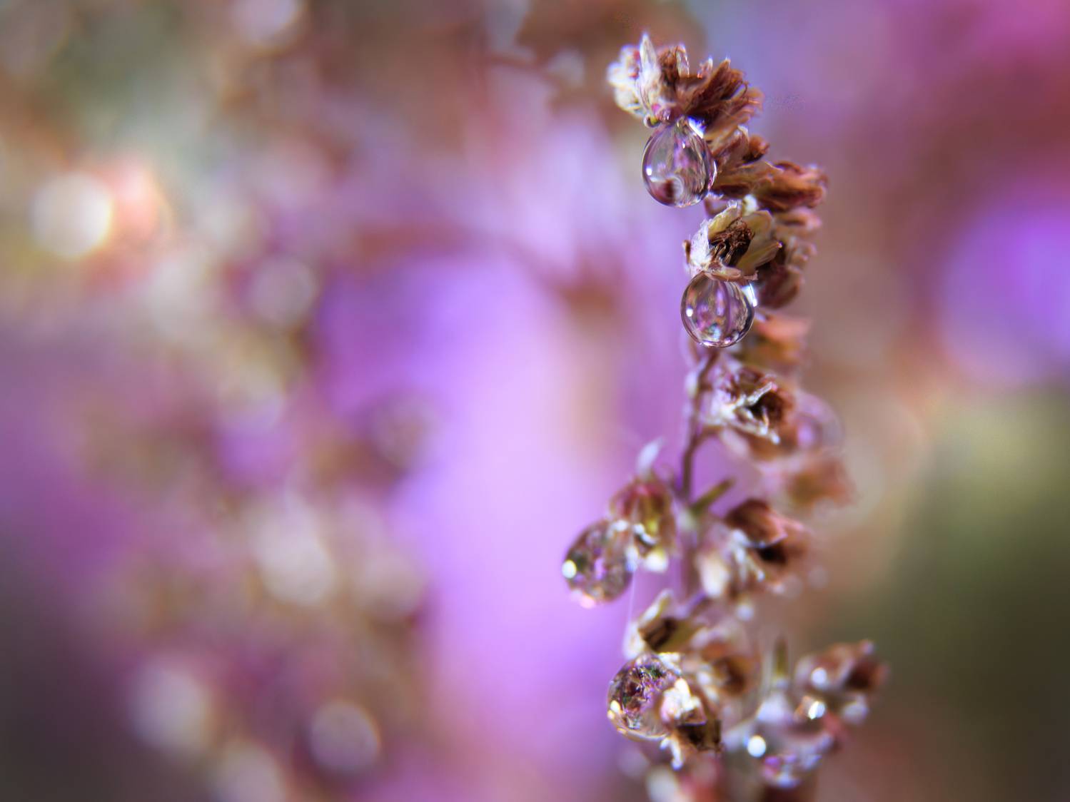 капля отражение трава растение свет, Светлана Холодняк