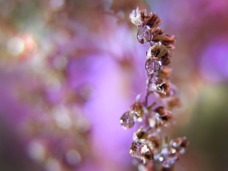 капля отражение трава растение свет Почти новогодние шарики фото превью