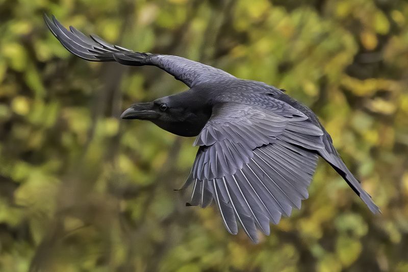 ворон, лес, осень Ворон в полёте фото превью