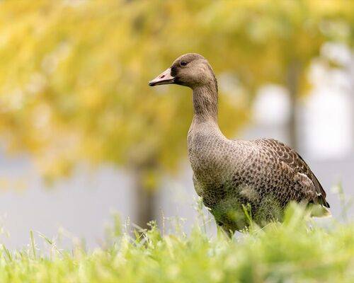 Белолобый гусенок