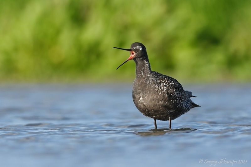 Зевота фото превью
