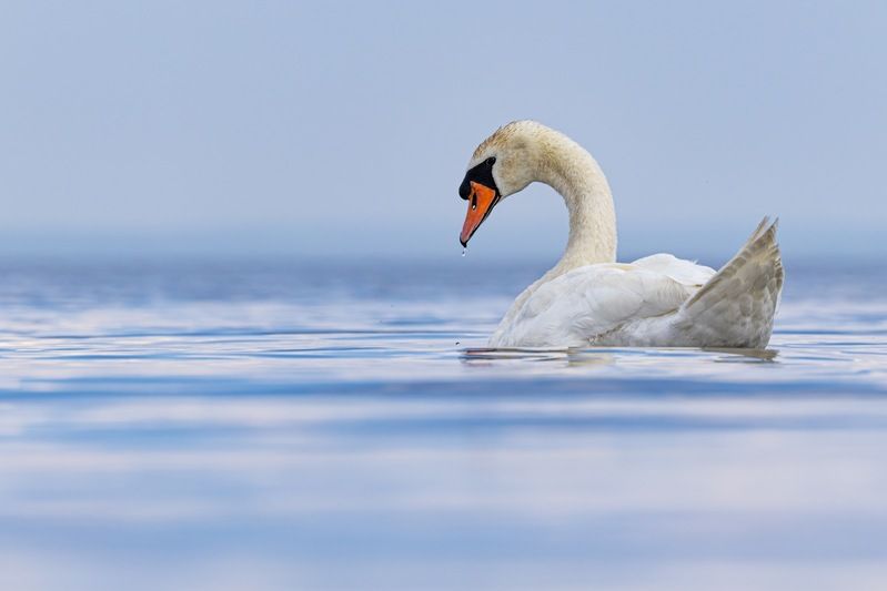 шипун, лебедь, лебедь шипун, лебедь-шипун, финский залив, красная книга  фото превью