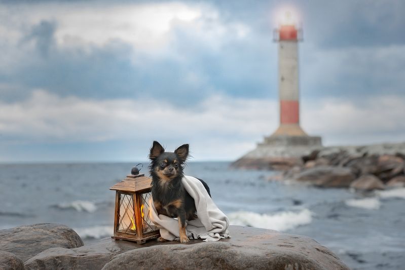 фото превью