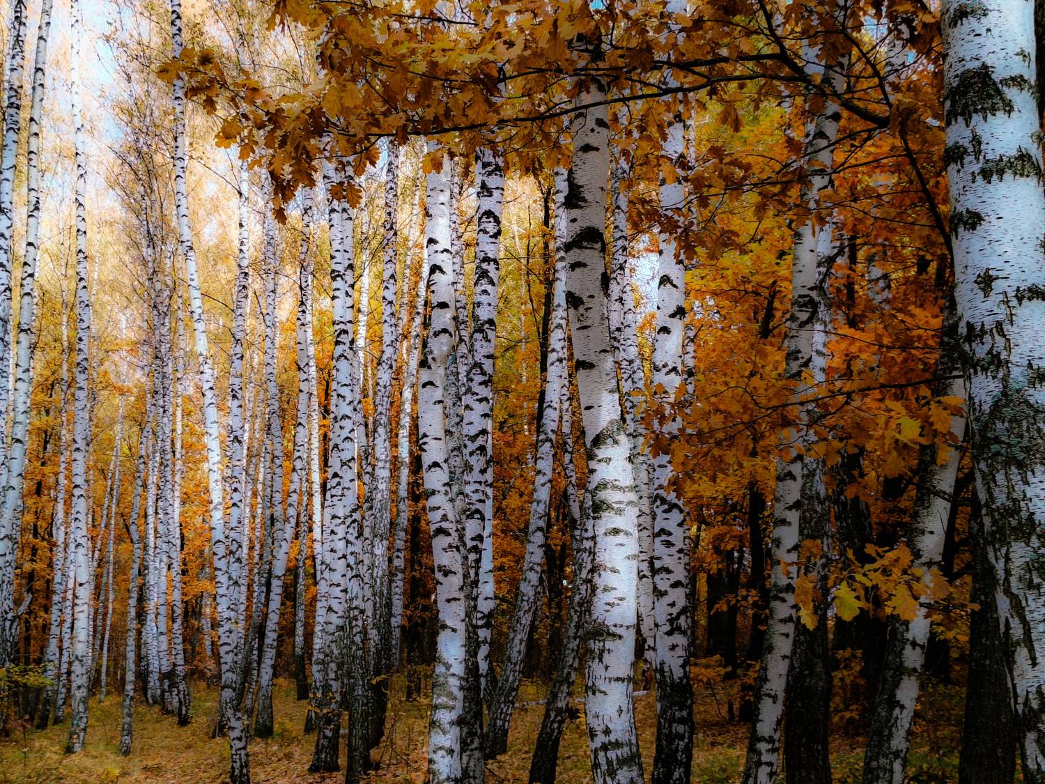 , Кондрашова Светлана