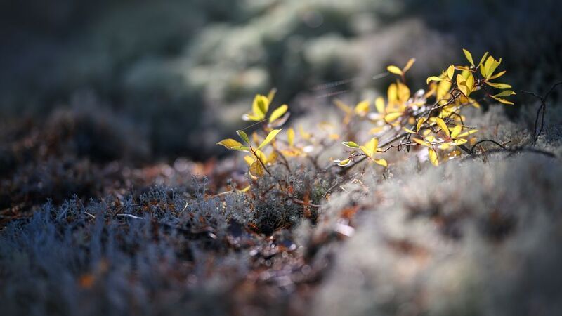 forest, tree, light, foliage, sunlight, moss, morning, shadows, yellow, evening, nature *** фото превью